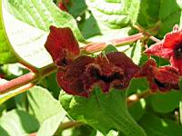 Lonicera ledebourii (fam Caprifoliacees) (Californie) (4) (Photo F. Mrugala)